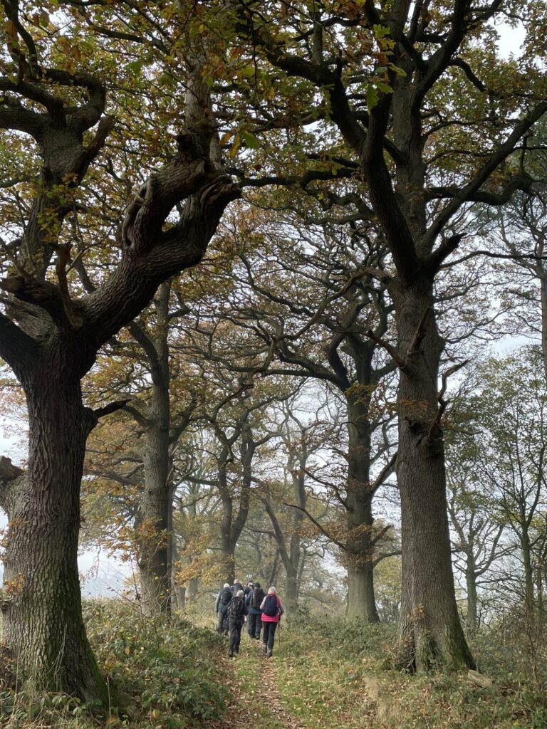 Hartforth Woods near Whashton